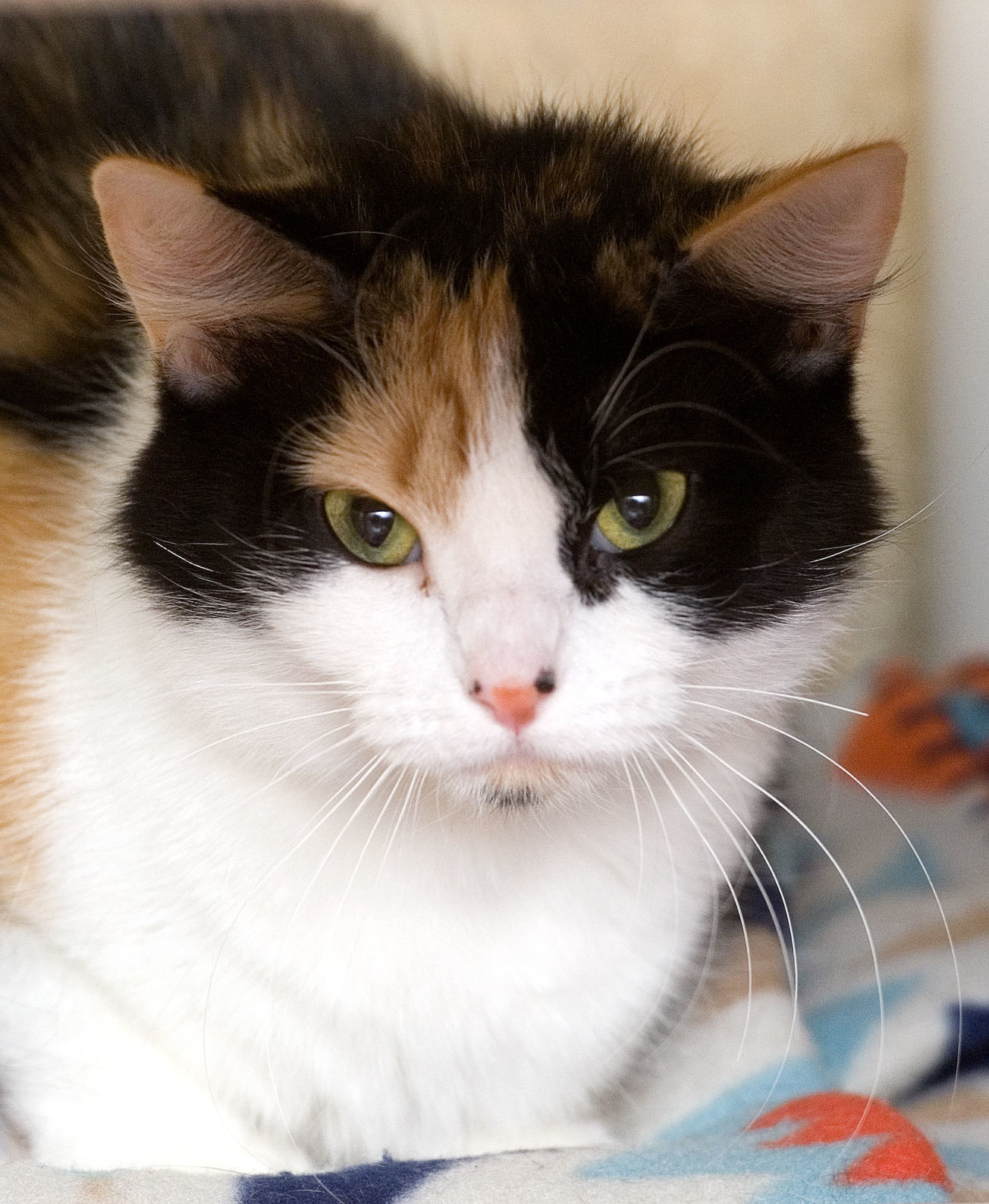 031718-mat-pets-cat-KK.jpg